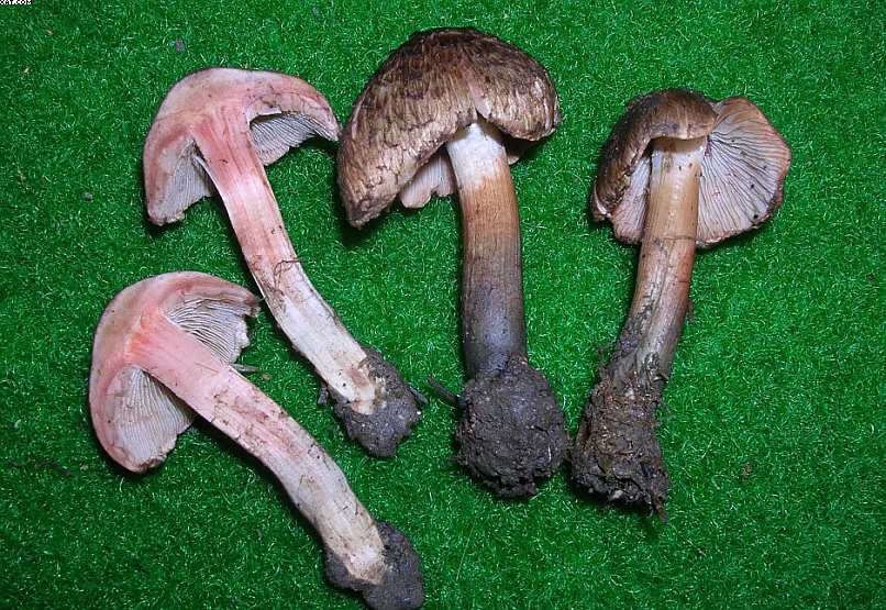 Inocybe haemacta (    Berk. & Cooke)    Sacc.